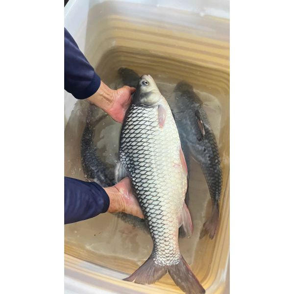 cá cóc sông hậu (size 2-5 kg/con)
