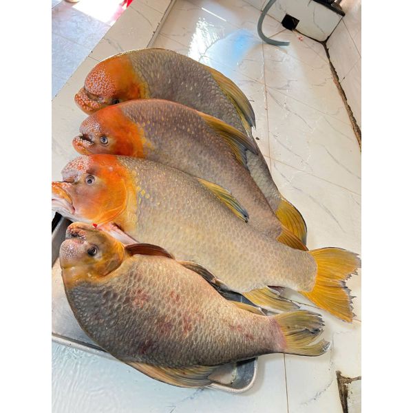 cá anh vũ đỏ (size 5 - 10 kg/con)