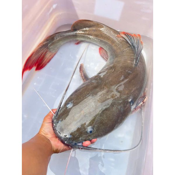CÁ LĂNG NHA - CÁ LĂNG SÔNG (5 - 7 KG/CON)