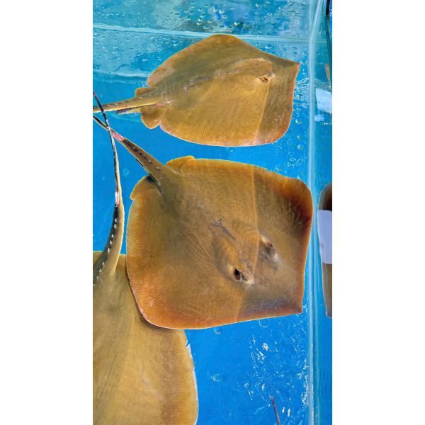 CÁ ĐUỐI CẦN GIỜ (1 - 5 KG/CON)