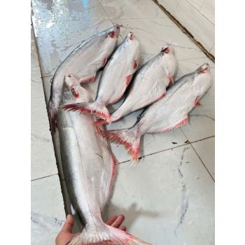 CÁ DỨA CẦN GIỜ (LÀM SẠCH 3 - 5 KG/CON)