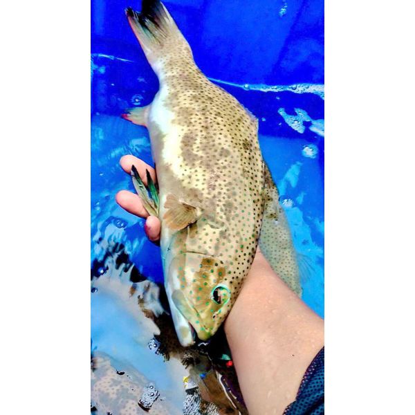 CÁ MÚ SAO XANH (1 - 2 KG/CON)