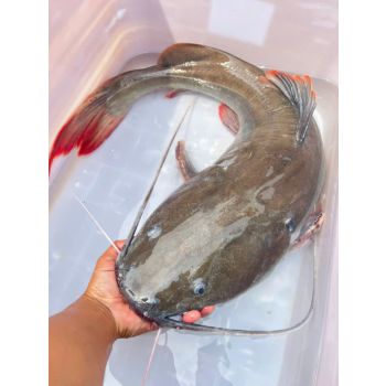 CÁ LĂNG NHA - CÁ LĂNG SÔNG (5 - 7 KG/CON)