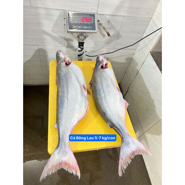 CÁ BÔNG LAU (5 - 8 KG/CON, ĐÃ BỎ MANG - BỚT MỠ)