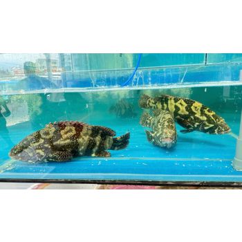 CÁ MÚ TRÂN CHÂU (2 - 3 KG/CON)