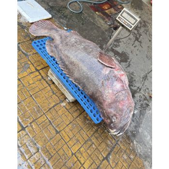 CÁ MÚ THIÊN NHIÊN SIZE 51 - 99 KG/CON (XẺ PHẦN, KHOANH 3-4KG)