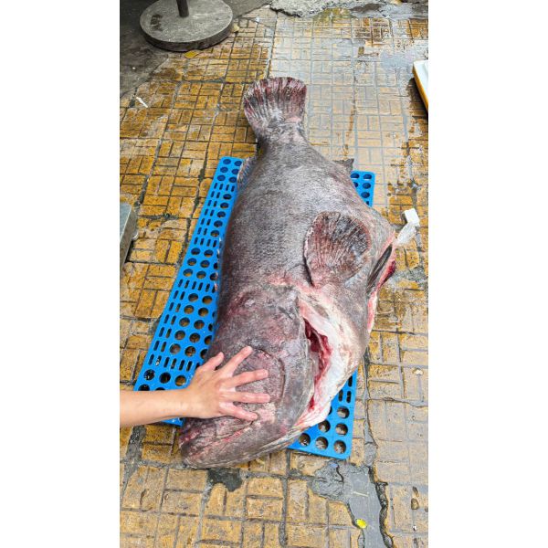 CÁ MÚ THIÊN NHIÊN SIZE 30 - 50 KG/CON (XẺ PHẦN, KHOANH 3-4KG)