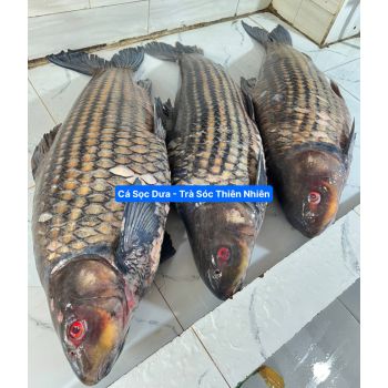 CÁ TRÀ SÓC - SỌC DƯA THIÊN NHIÊN 20-25 KG/CON (XẺ PHẦN, KHOANH 2-3KG)