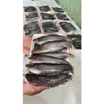 CÁ CHÈN BẦU (14-18 CON/KG, ĐÃ LÀM SẠCH KHAY 1kg)