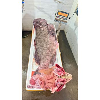 CÁ MÚ THIÊN NHIÊN TRÊN 30 KG/CON (XẺ PHẦN, KHOANH 3-4KG)