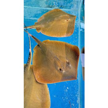 CÁ ĐUỐI CẦN GIỜ (1 - 5 KG/CON)