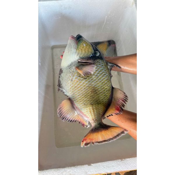 CÁ BÒ GIÁP (2 - 3 KG/CON)