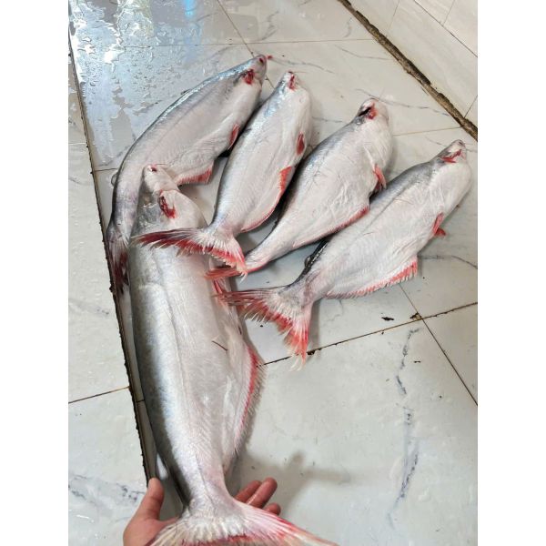 CÁ DỨA CẦN GIỜ (LÀM SẠCH 3 - 5 KG/CON)