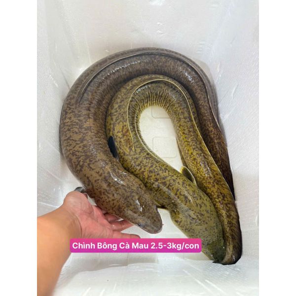 CÁ CHÌNH BÔNG CÀ MAU (2.5 - 3 KG/CON)