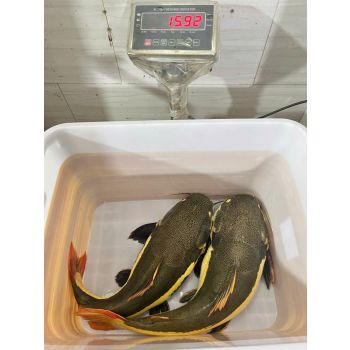 CÁ HÔNG VỸ (5 - 10 KG/CON)