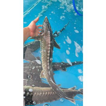 CÁ TẦM ĐÀ LẠT (2- 3 KG/CON)