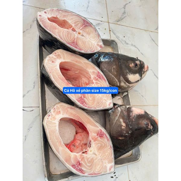 CÁ HÔ 15-16 KG/CON (XẺ PHẦN, KHOANH 2-3KG)