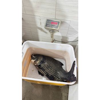 CÁ HÔ (SIZE 20 - 24 KG/CON)
