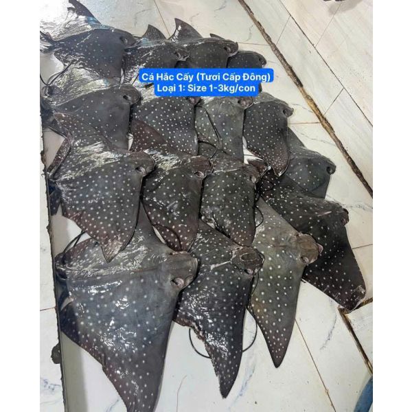 CÁ HẮC CẤY THIÊN NHIÊN (SIZE 1-3 KG/CON)