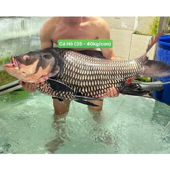 CÁ HÔ (35 - 40 KG/CON, THỊT CẮT KHOANH 3 - 4KG)