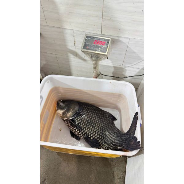 CÁ HÔ (SIZE 20 - 24 KG/CON)