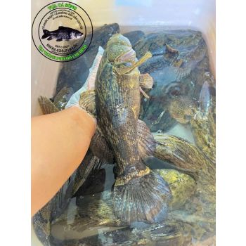 CÁ BỐNG TƯỢNG (1 - 2 KG/CON)